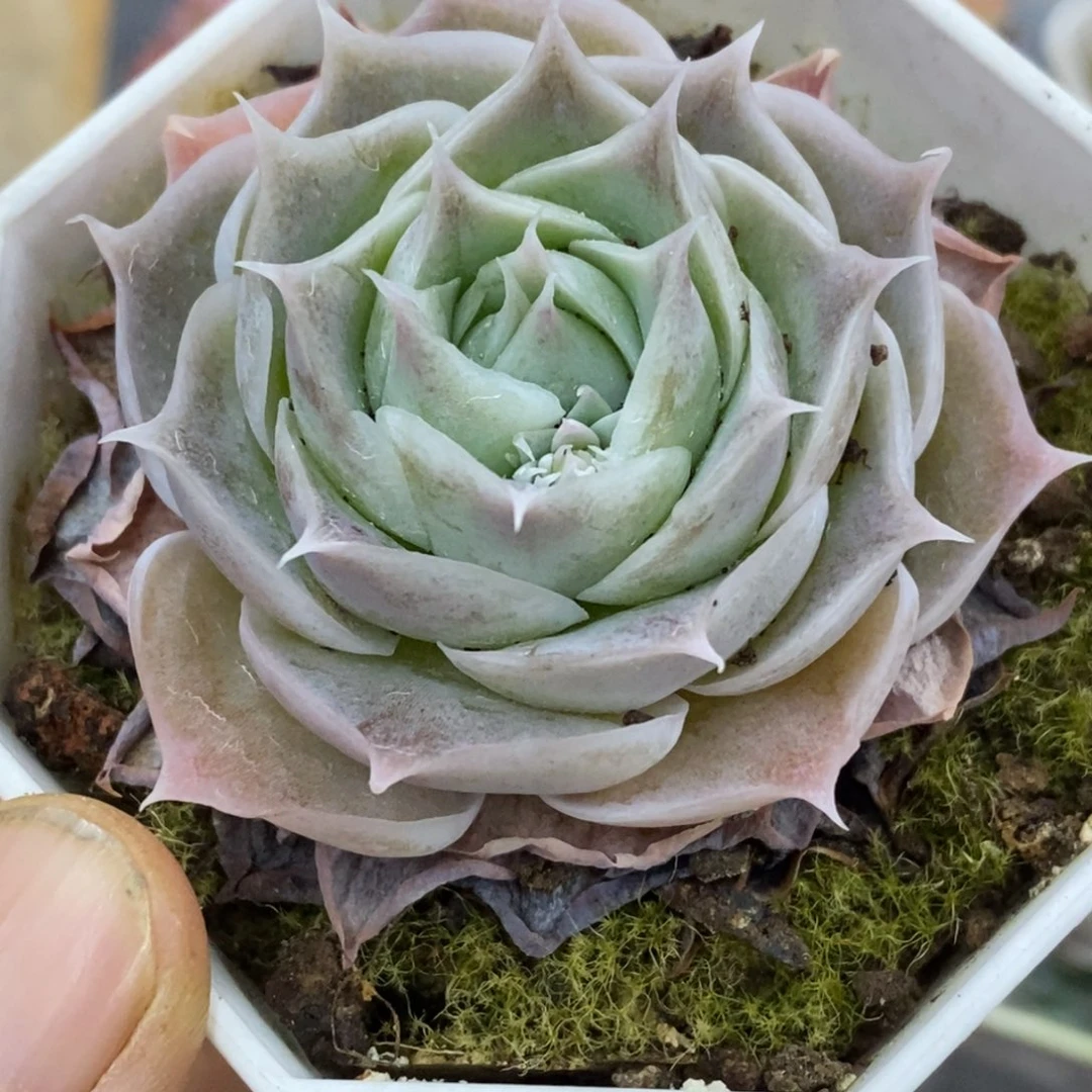 精品多肉一物拍不包整469