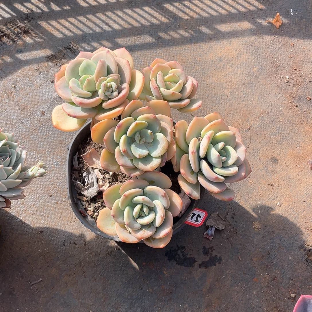 175白月光 一物一拍多肉