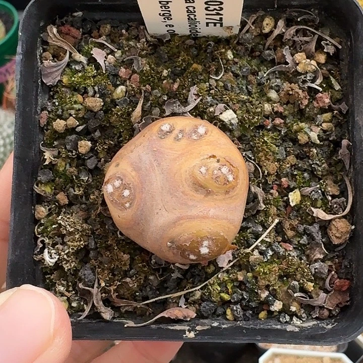 格加厚墩菊仙人球1234
