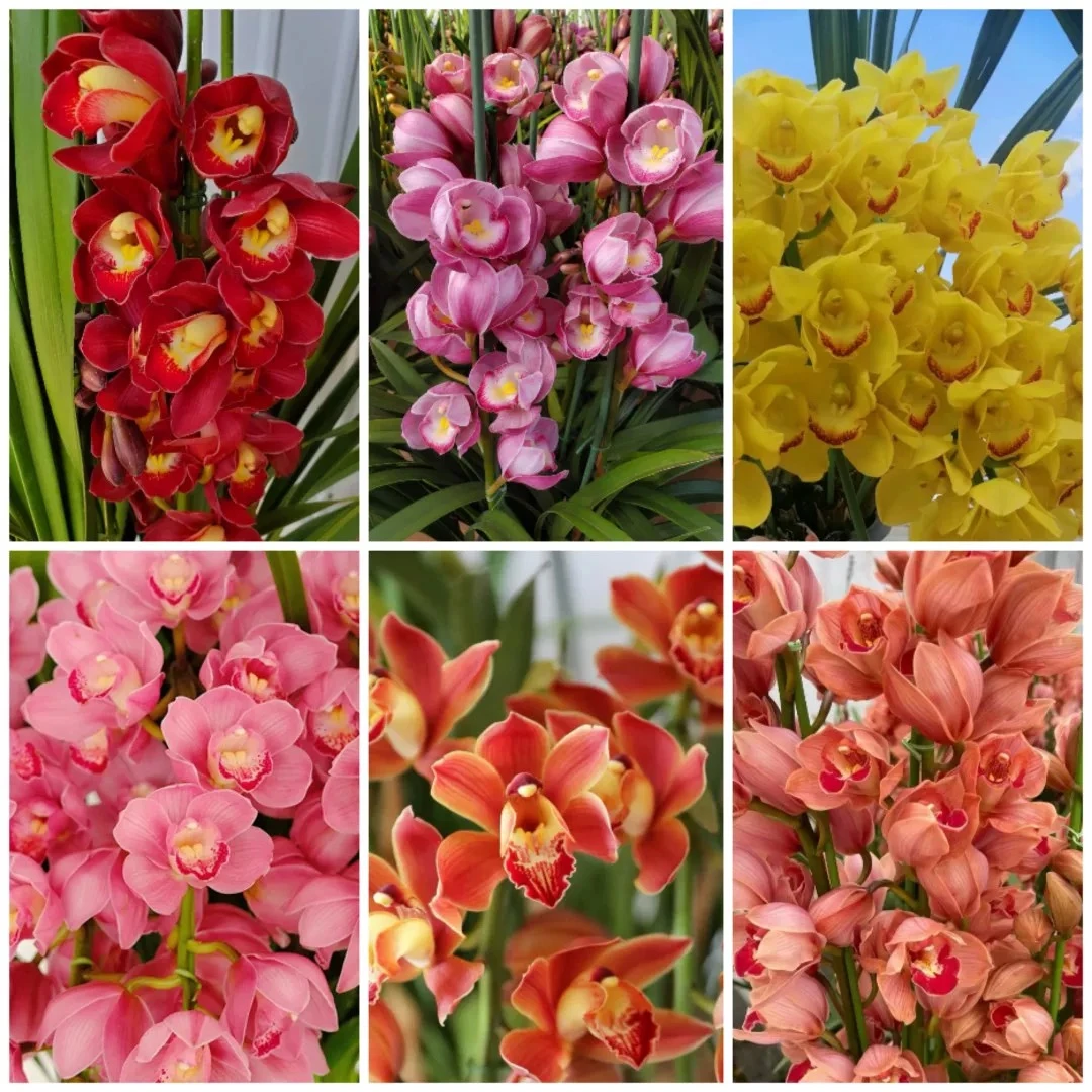 【大花蕙兰】一物一拍无花剑开花带香味