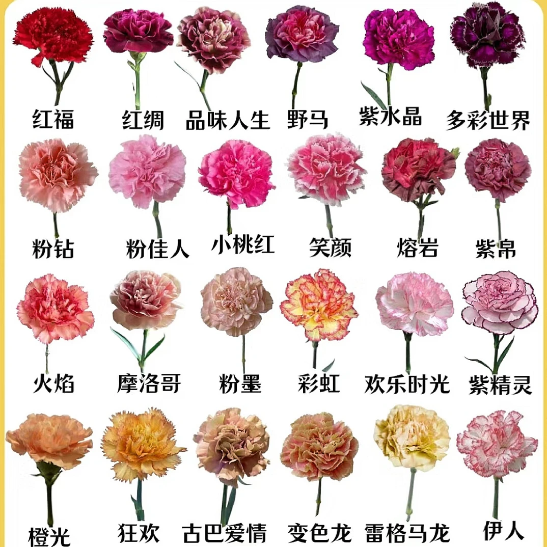 《康乃馨随机色》40支鲜切花 收到先醒花 拒收不售后