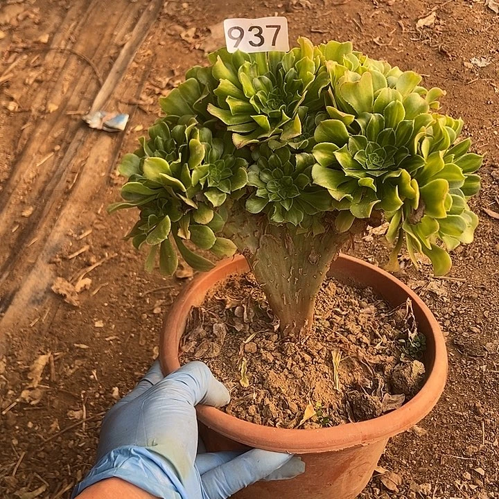 937翡翠琉璃老庄朵朵特价