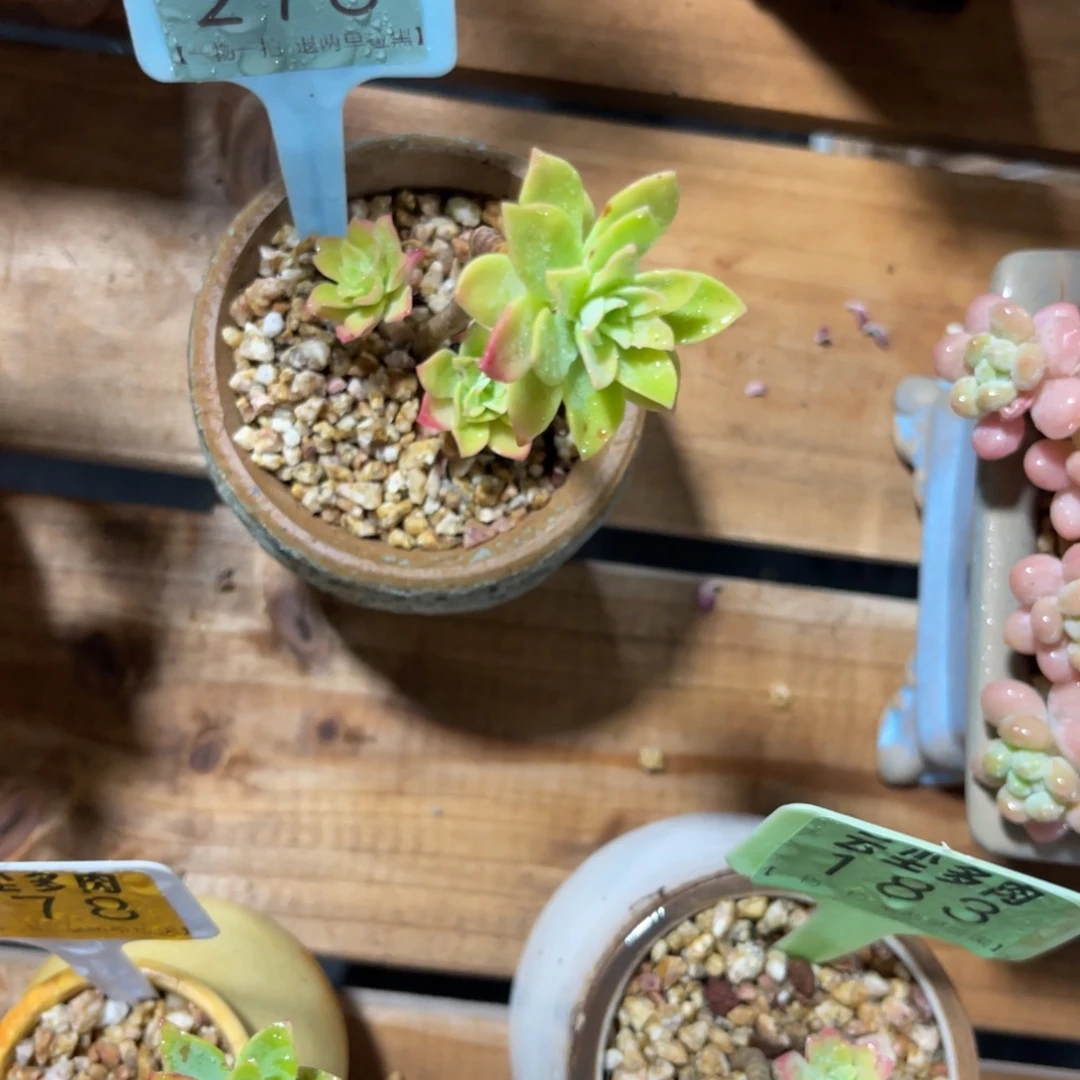 云尘多肉一物一拍276不含盆