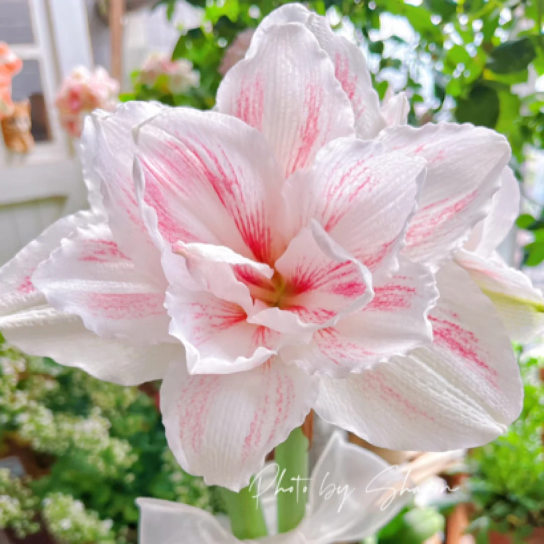 【水彩画】朱顶红包对版重瓣大花形自然种球