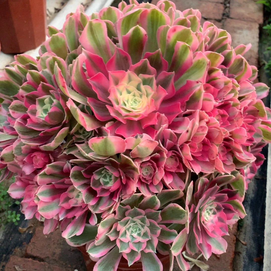 男神捧花，多肉植物