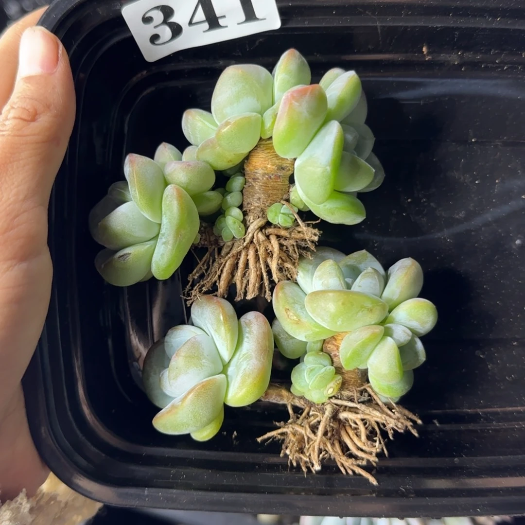 冰玉两颗一起一物一拍341