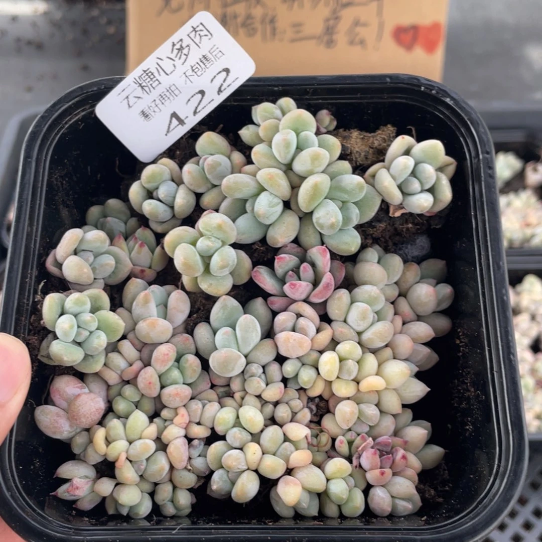 云糖心多肉植物422