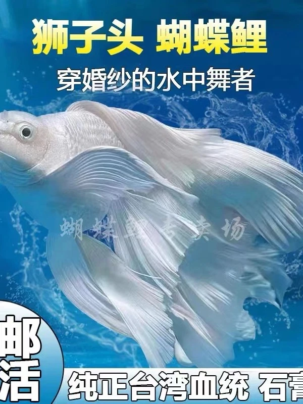 18-20公分蝴蝶鲤鱼 发货渔场养鱼小型饲养混养好养蝴蝶鲤观赏鱼