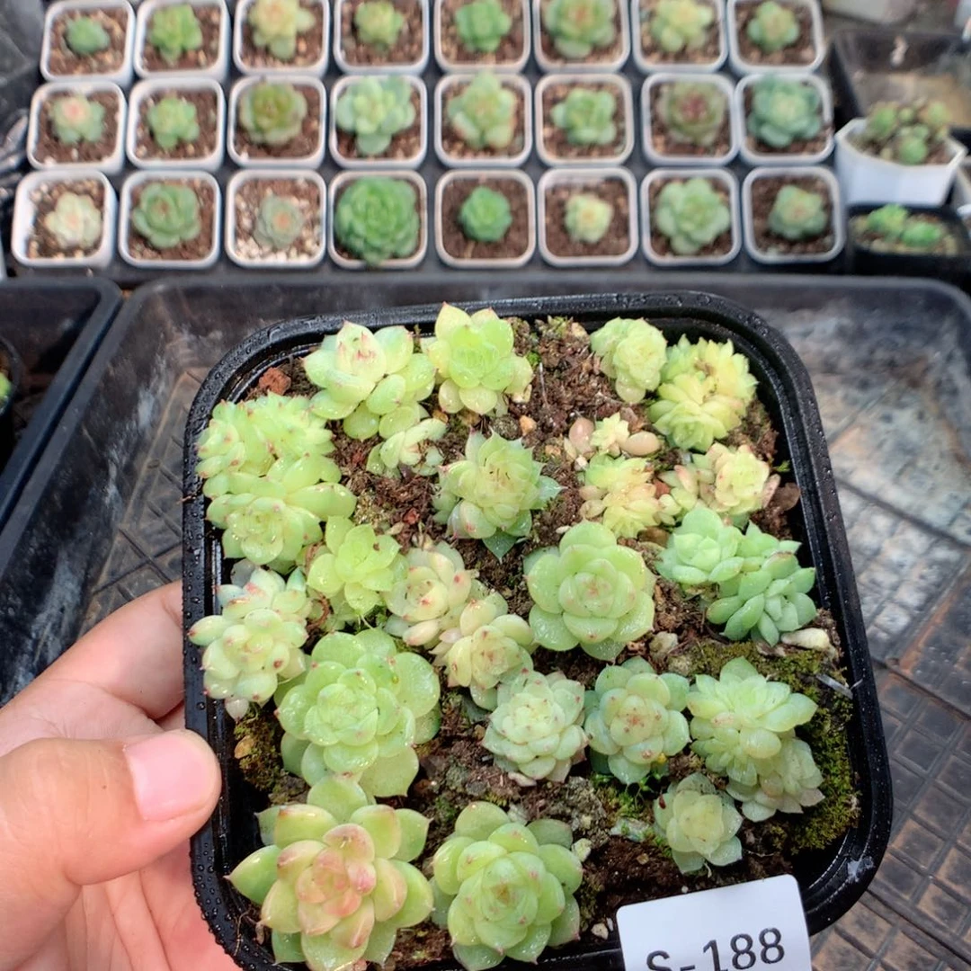 无花朵S188英语英语