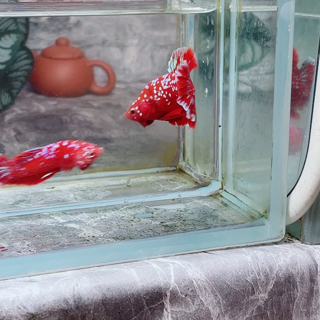 斗鱼彩金将军斗鱼