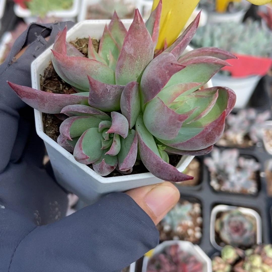 6105惊鸿仙子多肉植物