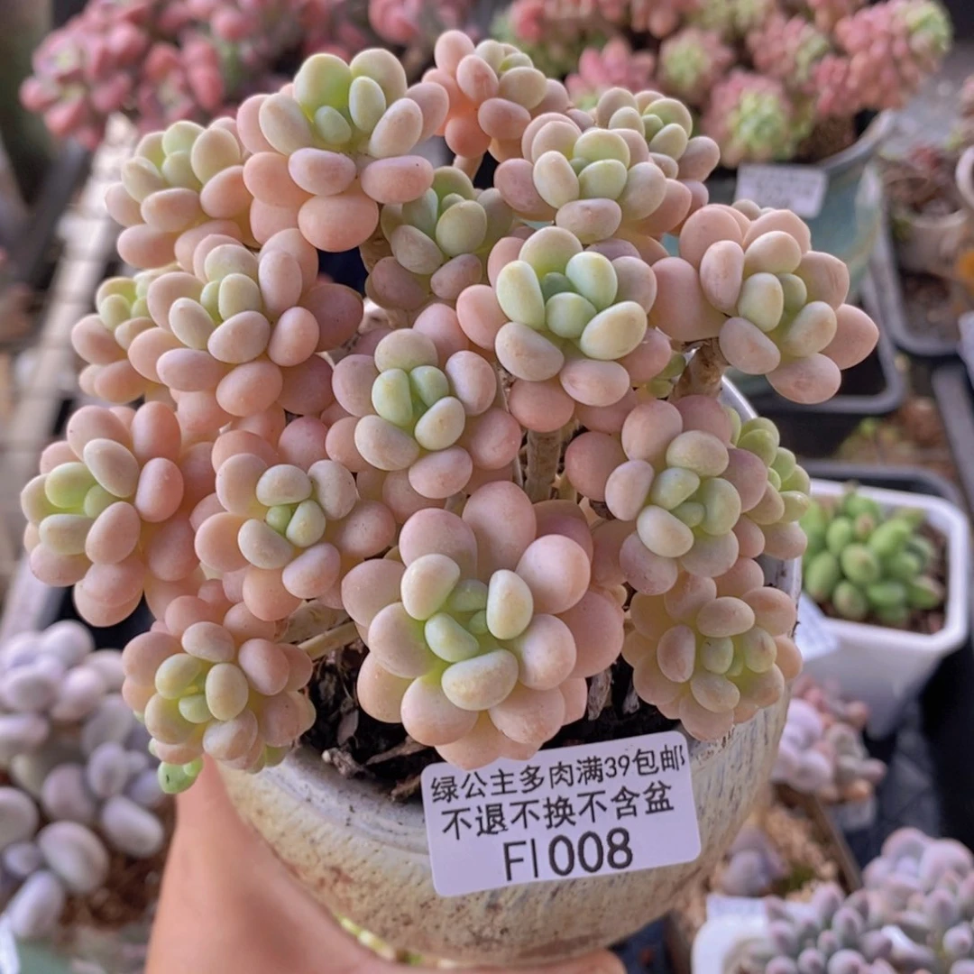 洛可可10cm1008多肉植物