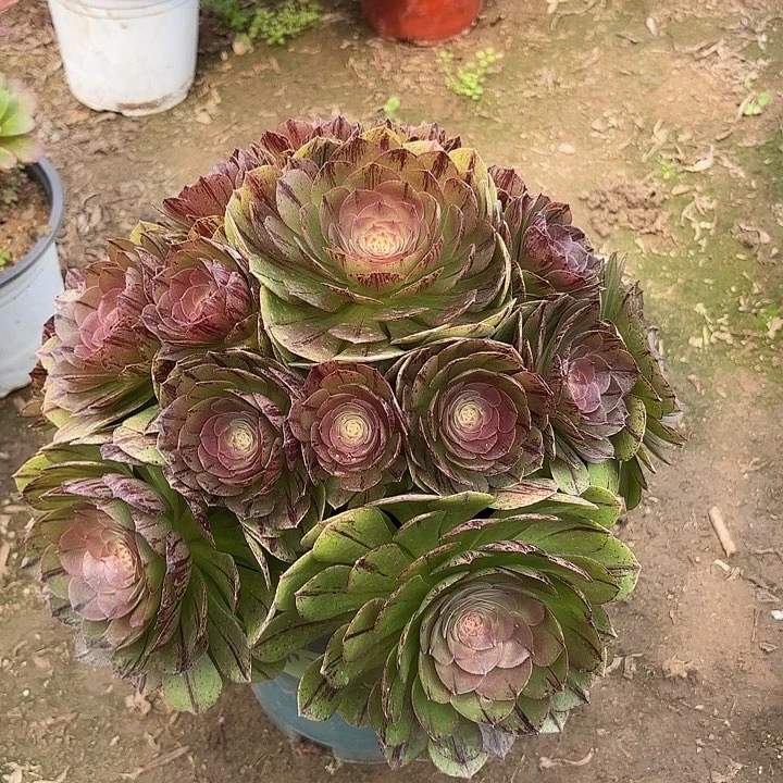 多肉植物万圣节拉丝34