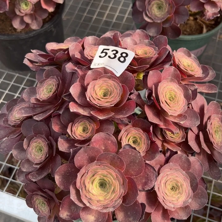 538魅金玫瑰朵朵26厘米左右嫩庄