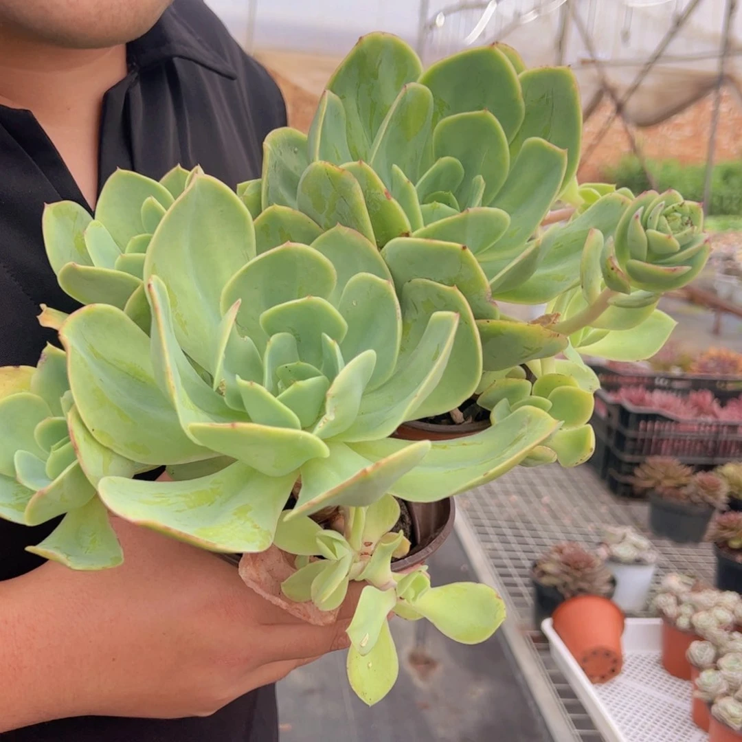 骑兵碧桃大单头两盆