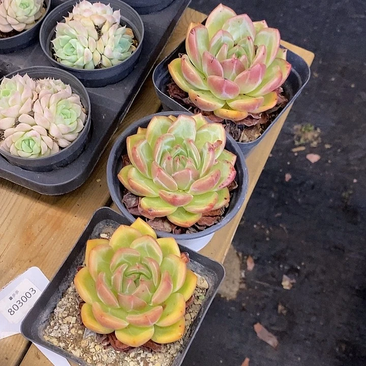 㞢*&单头香槟福利多多