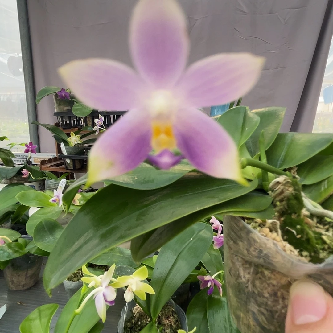 完全开放30叶瑕花期不保