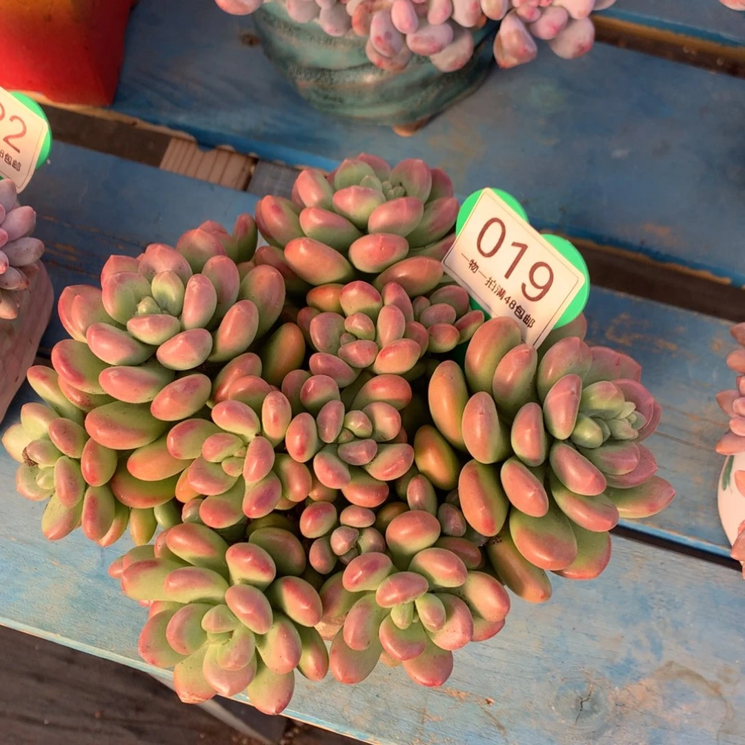 阳光玫瑰老桩平头019