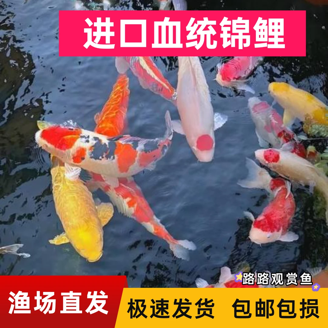 【40-45cm混色组合】日本血统锦鲤观赏鱼红白三色大正冷水鱼耐活