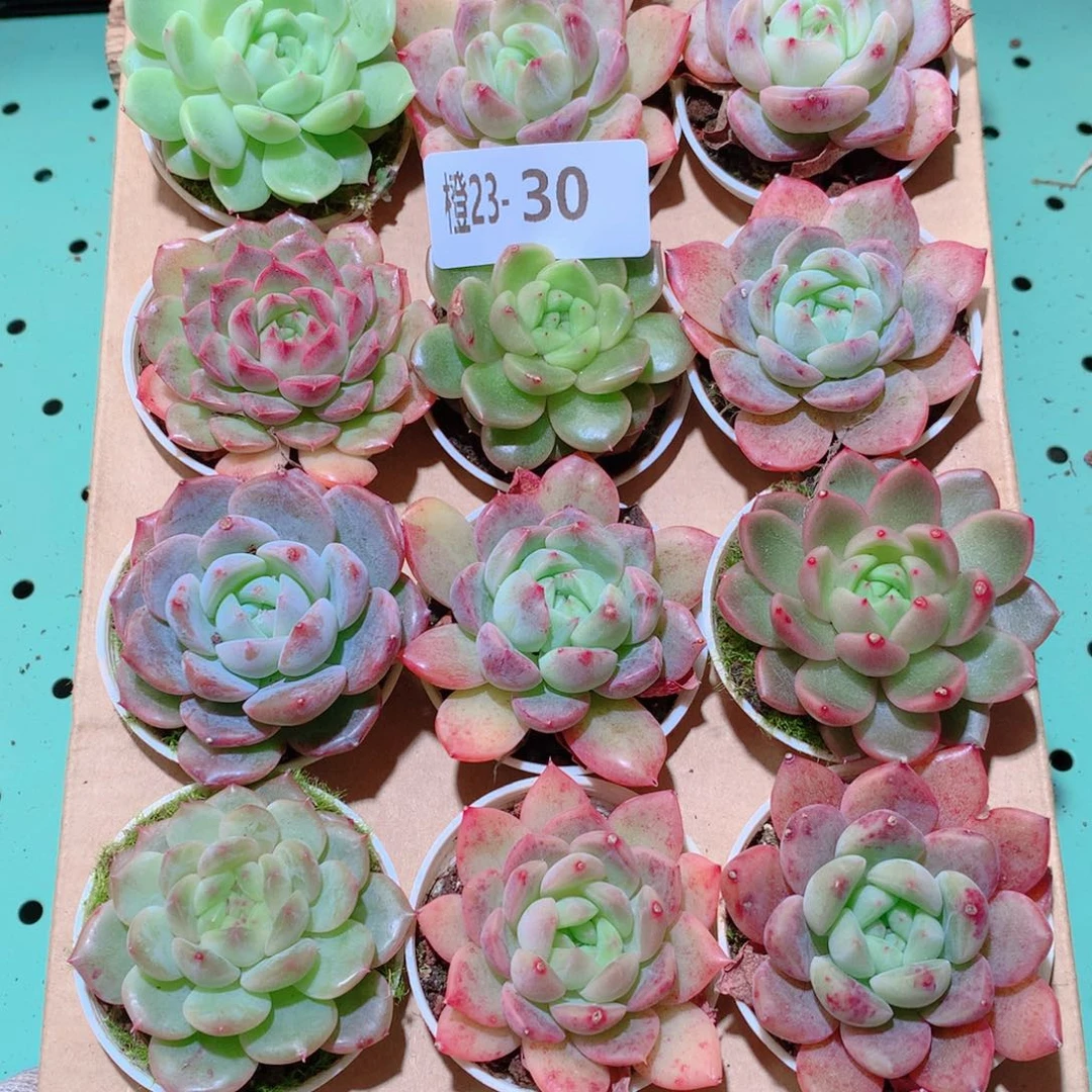 23-30一物一拍多肉带盆18颗