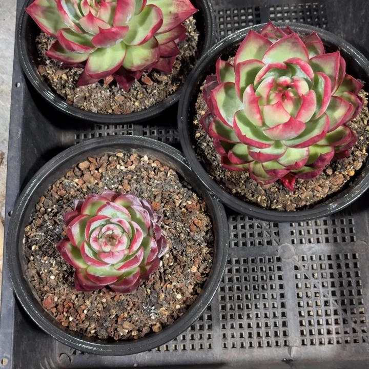 7号框拍3颗惊鸿仙子