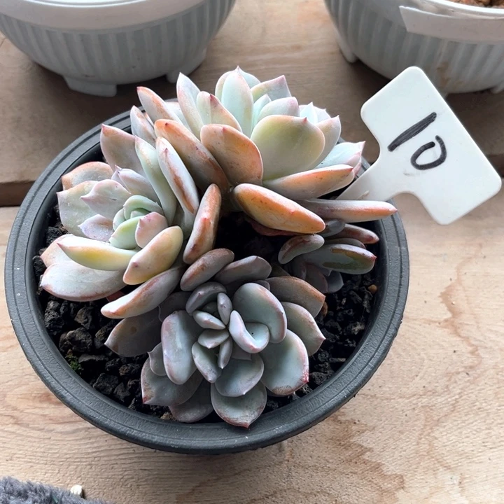 奶茶分心5个头10号码牌子的话