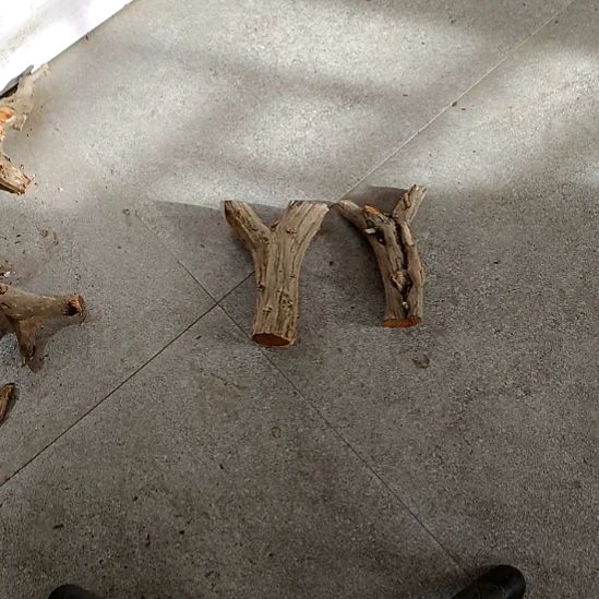 雨***爻香榧木崖柏原叉崖柏原叉崖柏