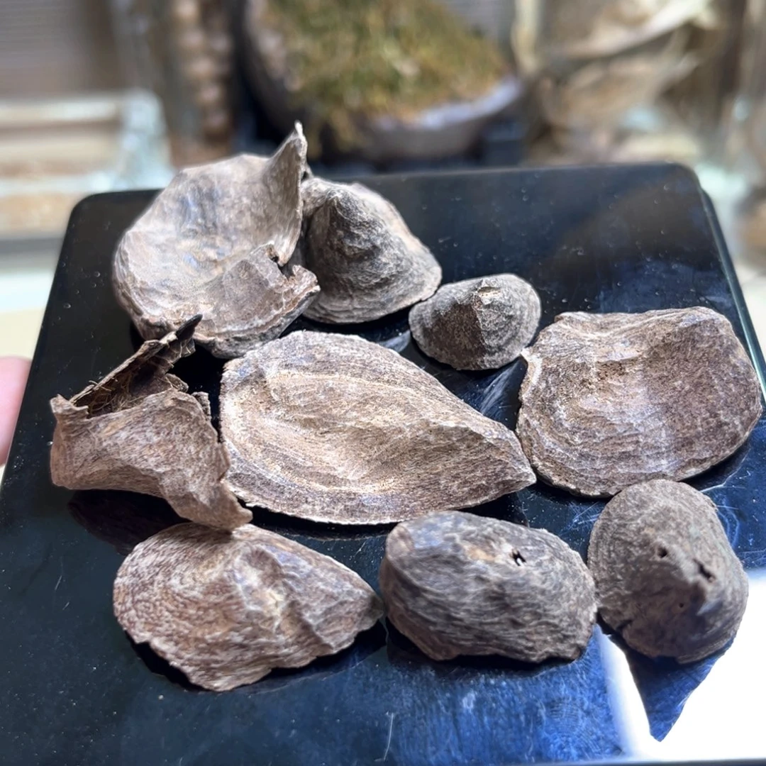 香榧木海南屯昌小斗笠6克