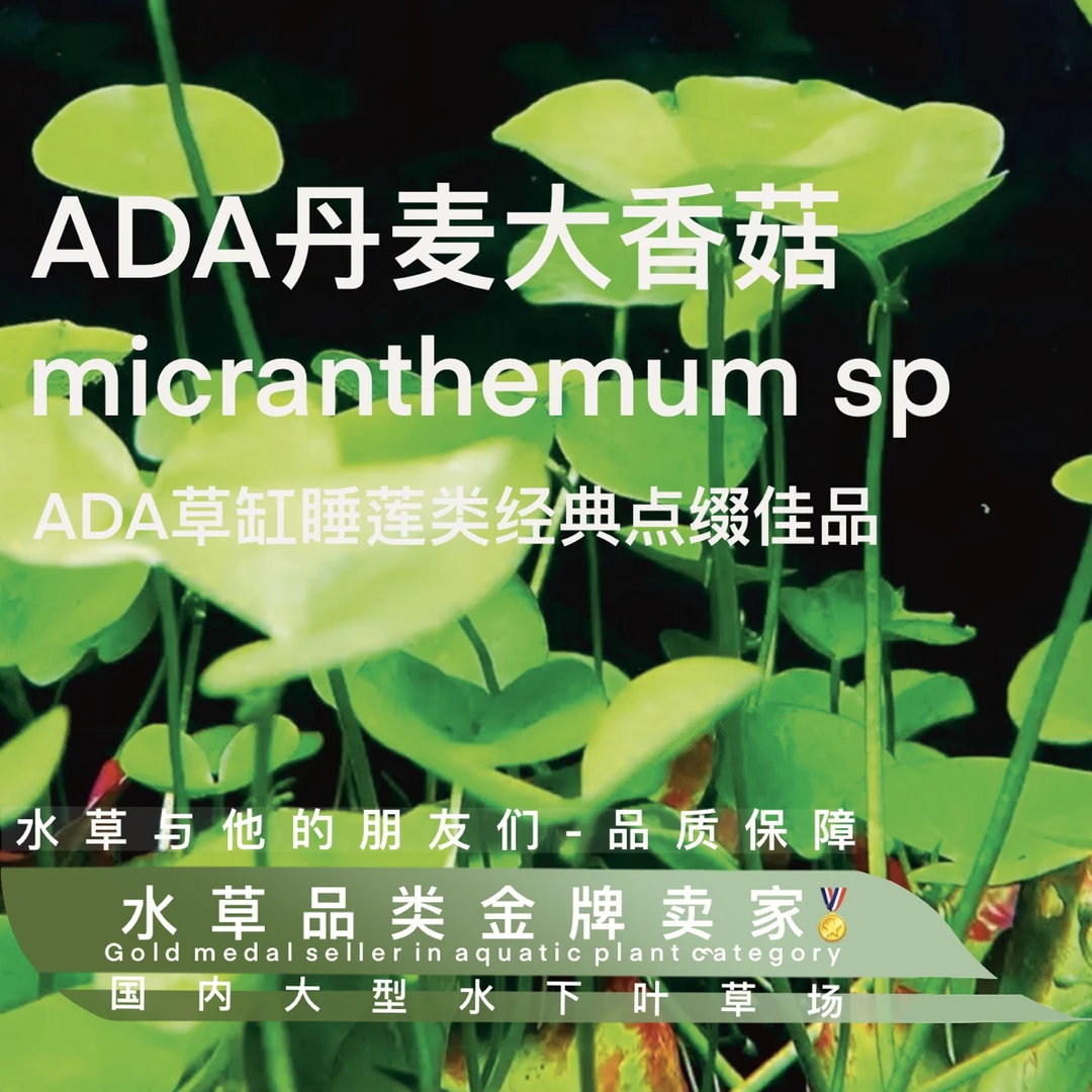 ADA丹麦大香菇水草水下叶水族造景中后景睡莲类淡水阴性迷你香菇
