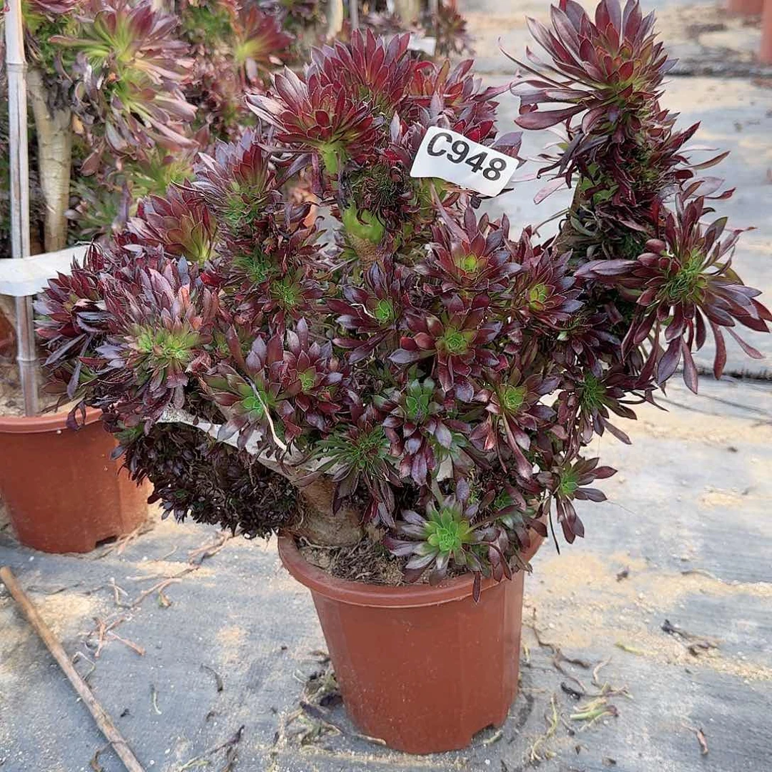 948黑法师一颗有伤