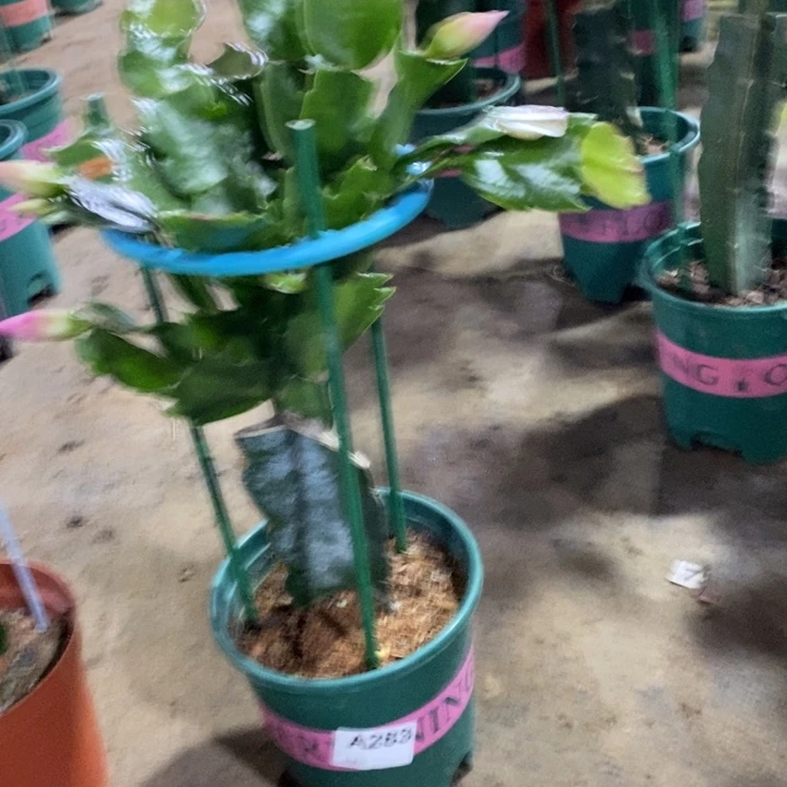 大部分花苞少量开放283嫁接082