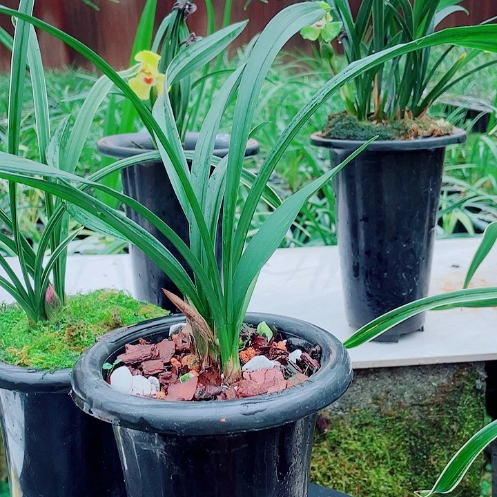 金***葵无花朵一物一拍开花