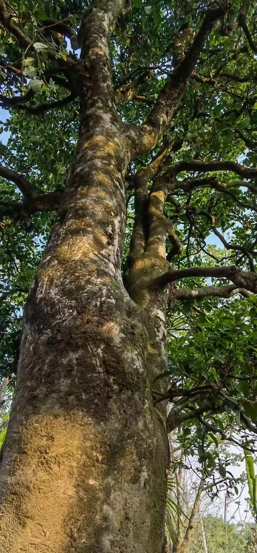 梅子箐锅底塘单株  2025年 生茶散茶