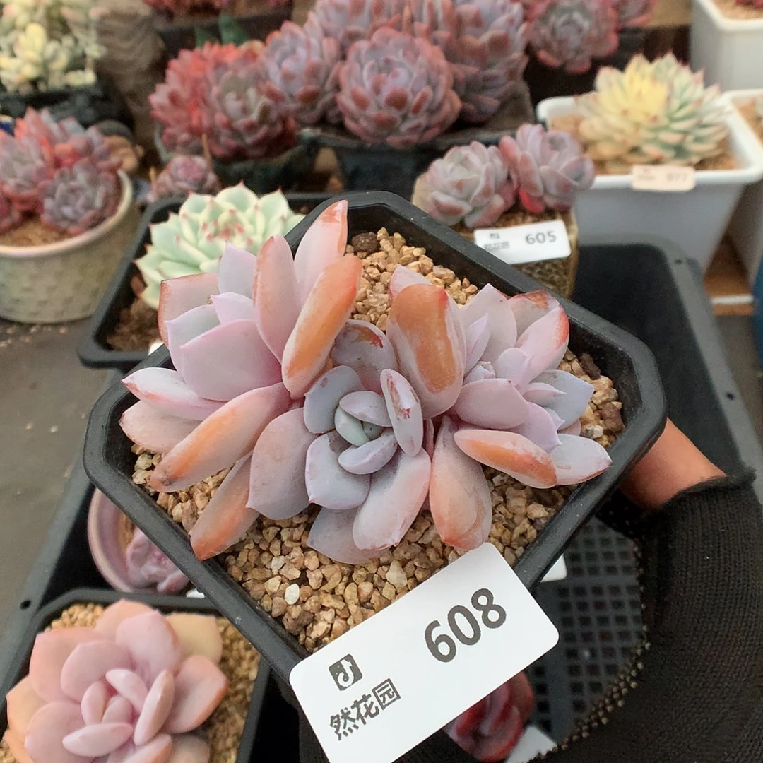 608奶茶多肉植物6666