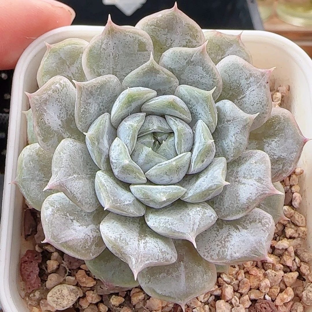 多肉0922--303福利