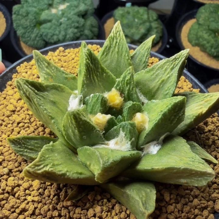 巴索的鹰嘴龙牙龙角