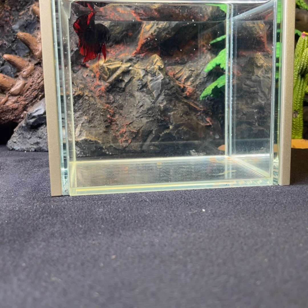 斗鱼十二月四日竞价