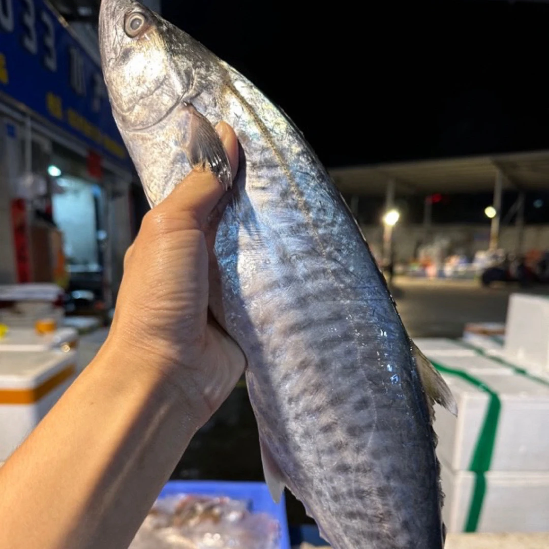 广东湛江 马鲛鱼 帮杀有15%损耗