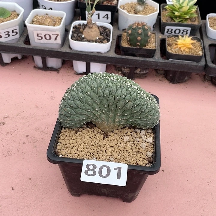 801实生大菊水缀化