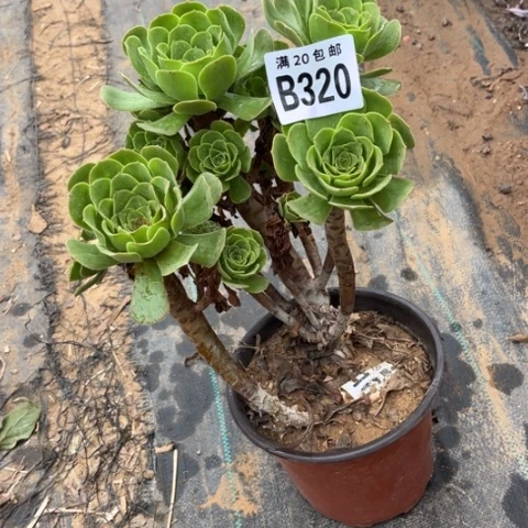 320绿羊绒不包断枝