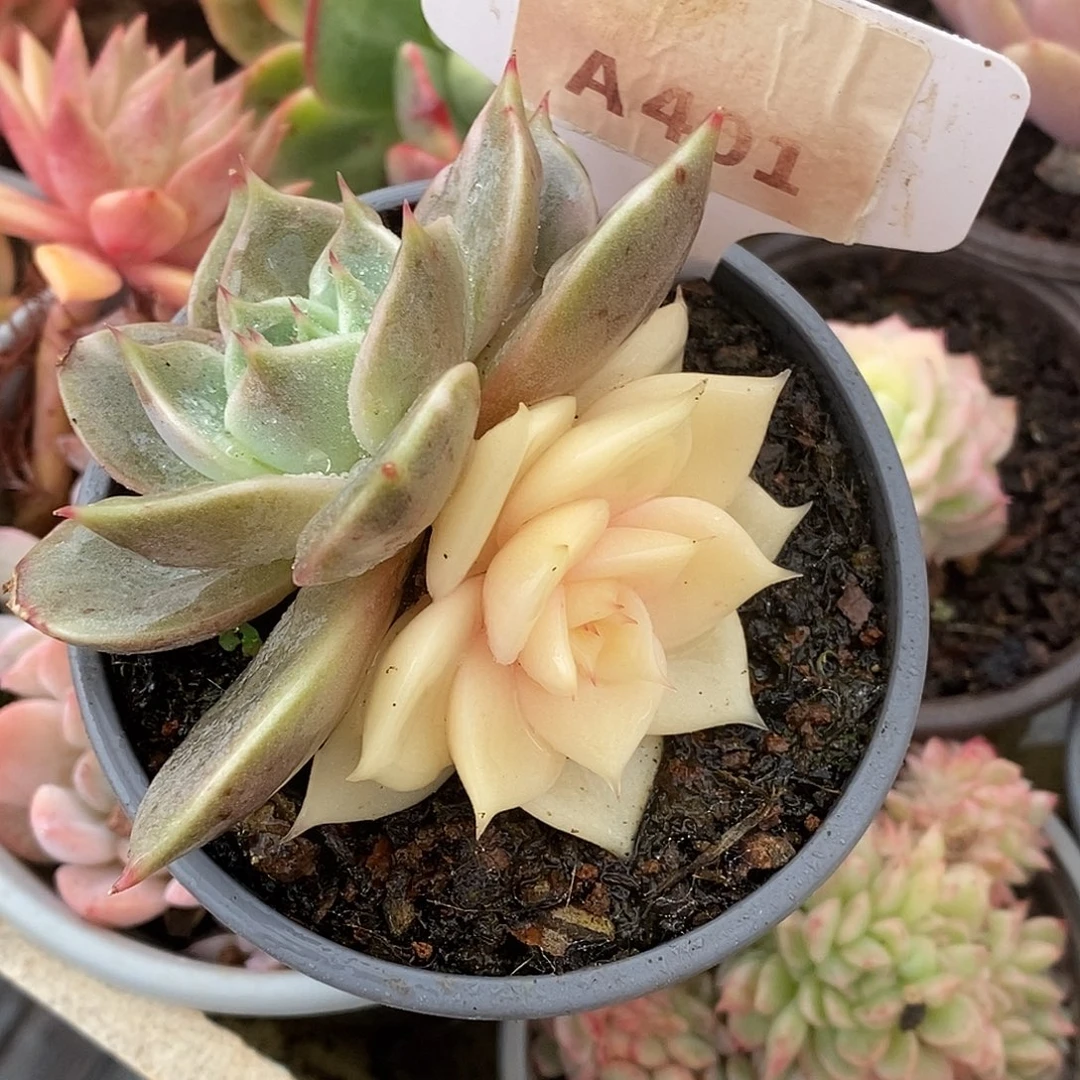 401贝加尔湖高高挂起