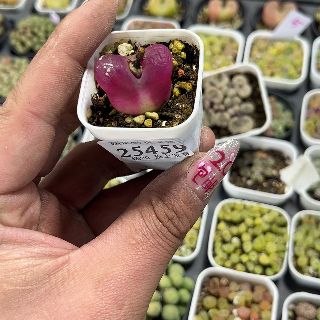 宝***Y25459一物一拍单头