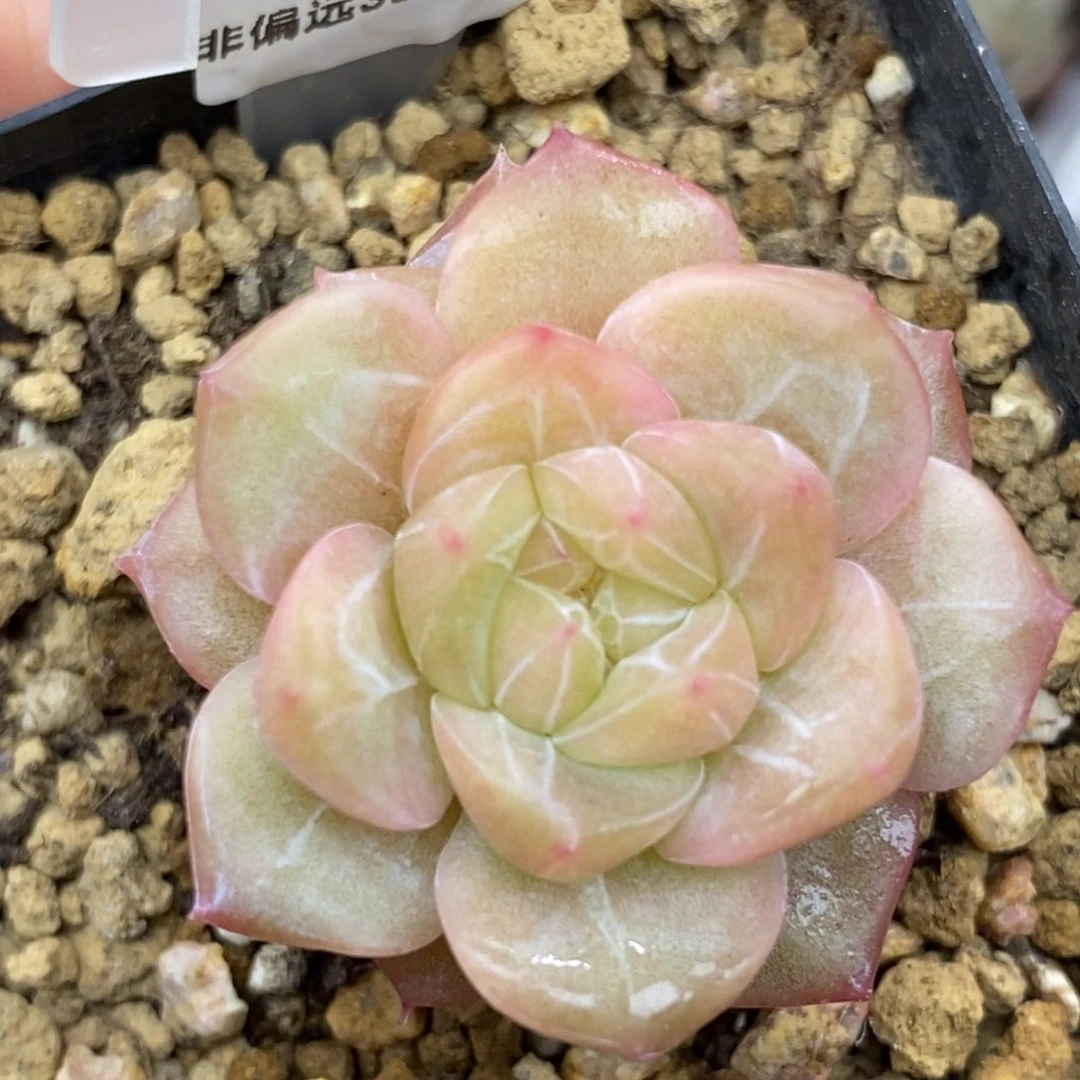 461东篱下多肉植物盆栽