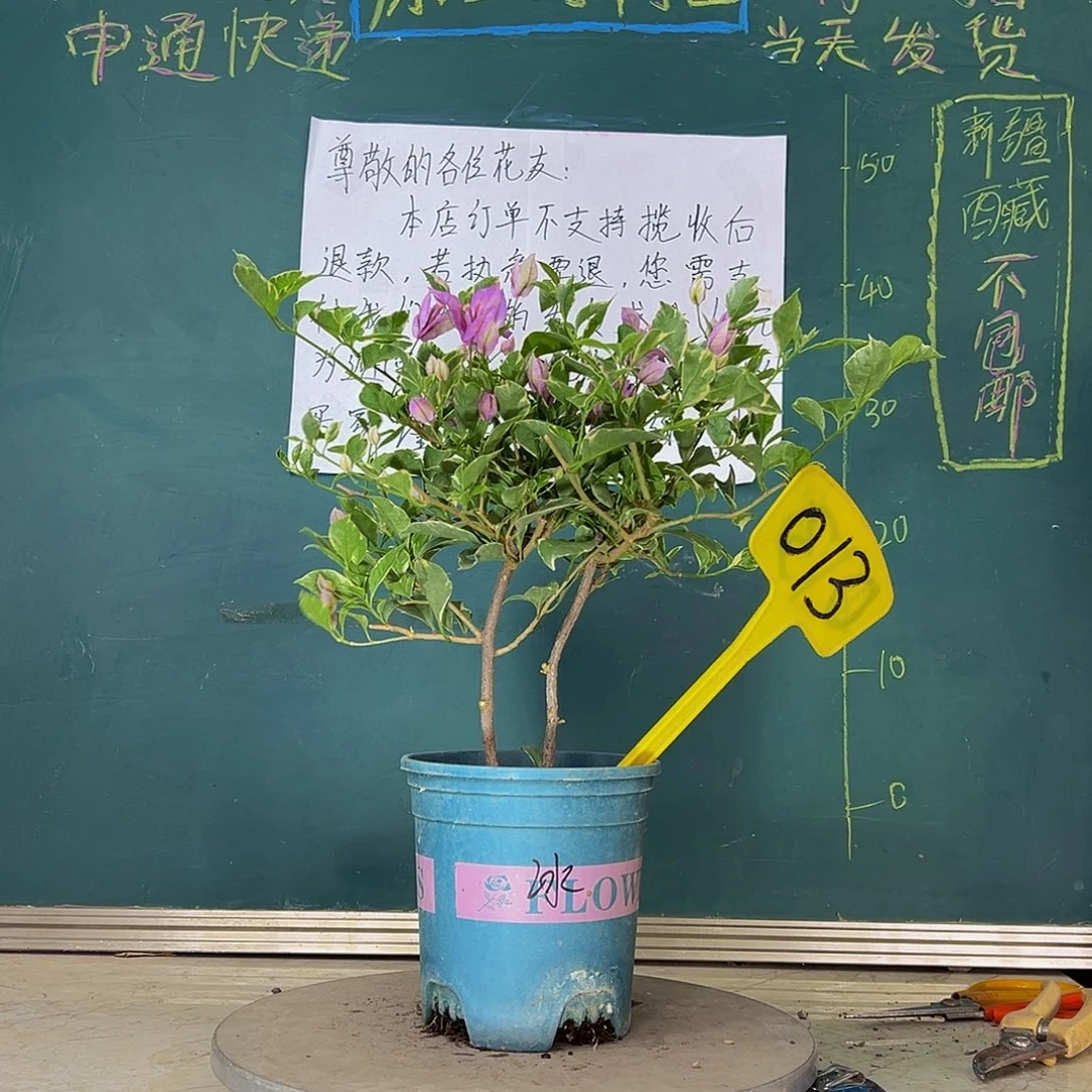 当前无花栽培后可以开花 双杆 冰淇淋  013