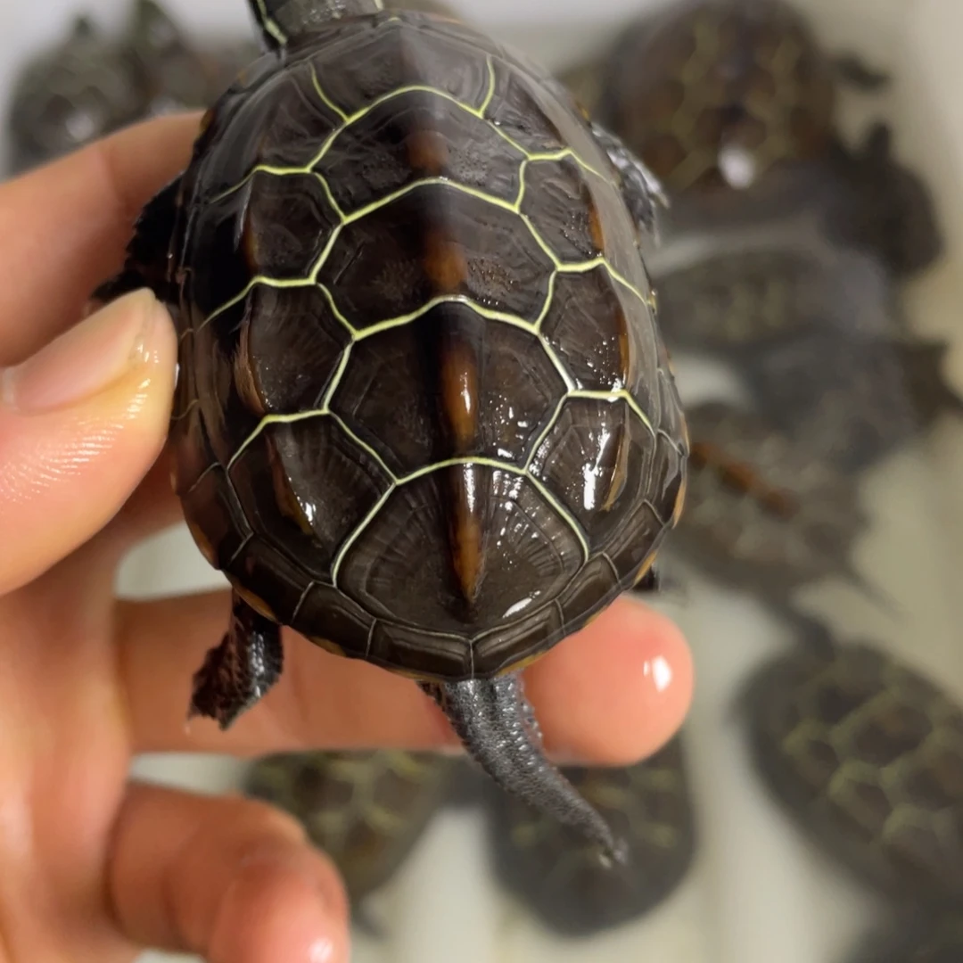 苏北金线冷水成功