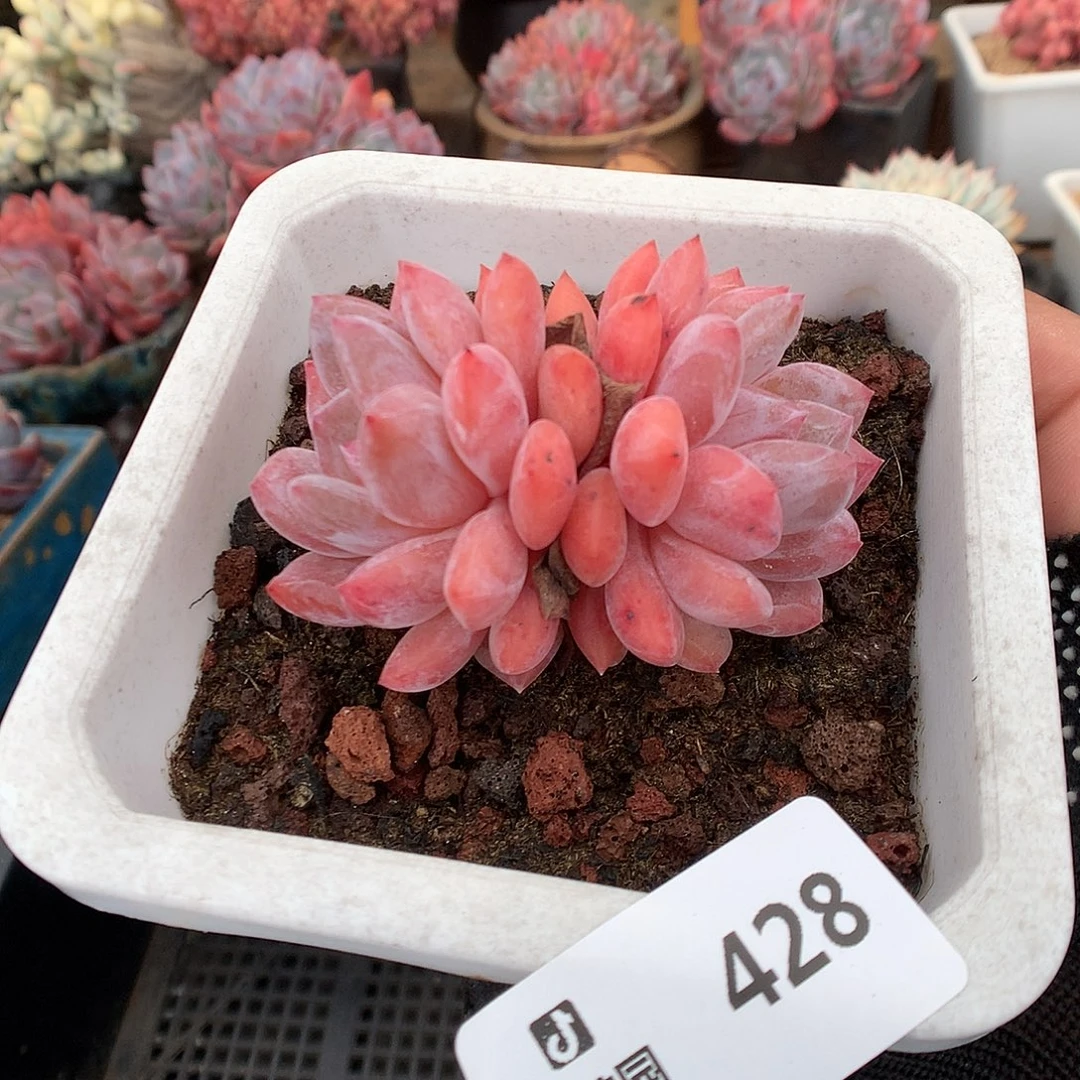 428雪天使双头多肉植物66