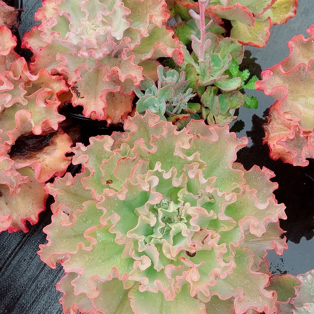 高莎之翁 大包菜