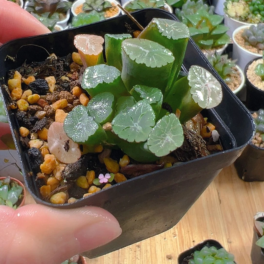 紫万象群玉露多肉植物一颗