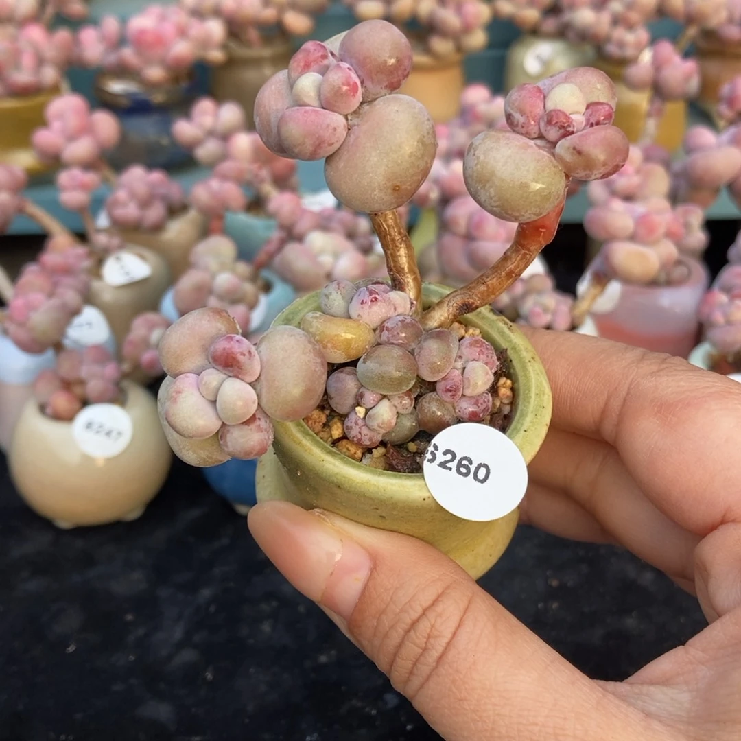 金*6260糖果腰子蛋带盆土