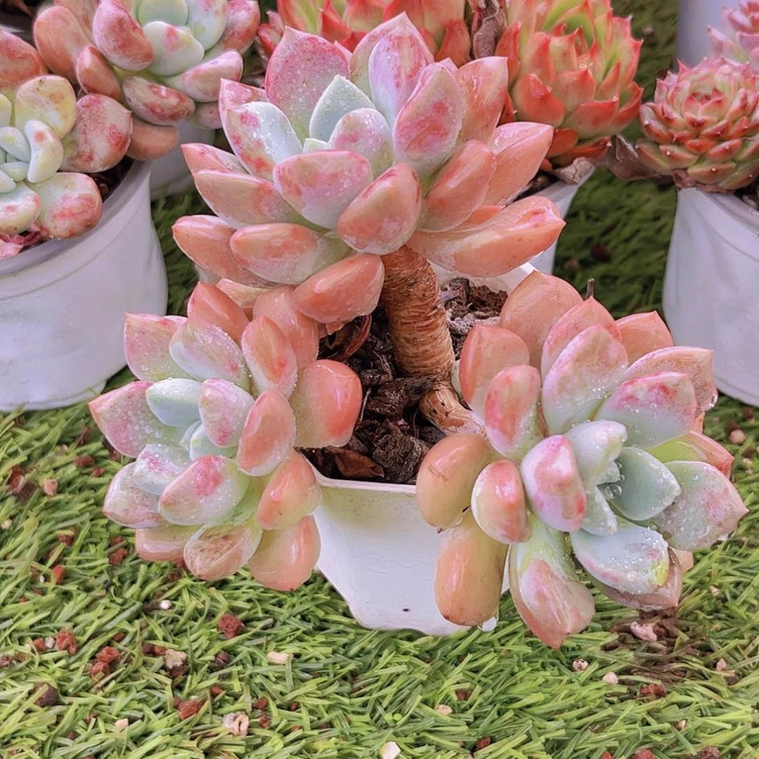 18号889889999988888888